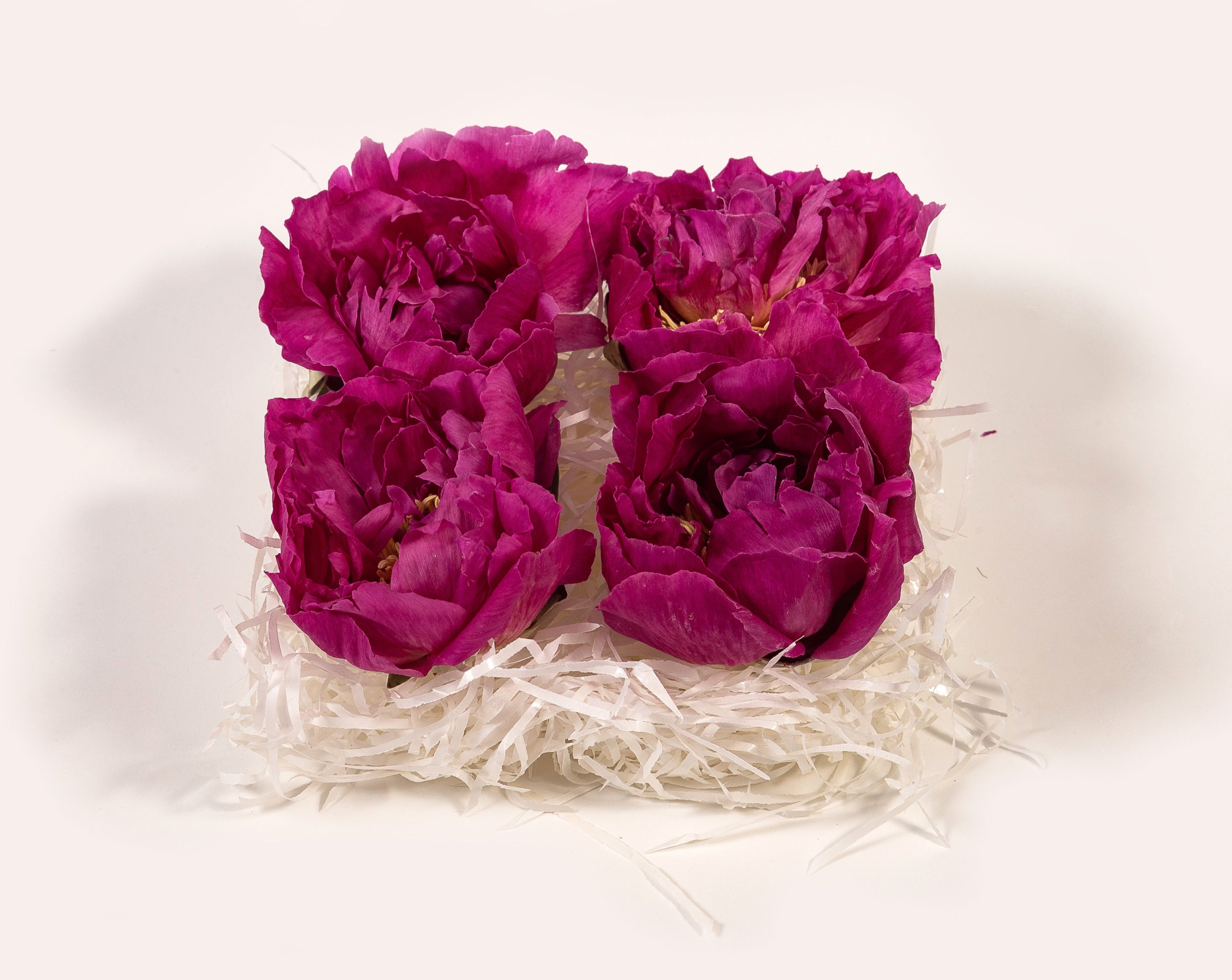 Flor peonia preservada