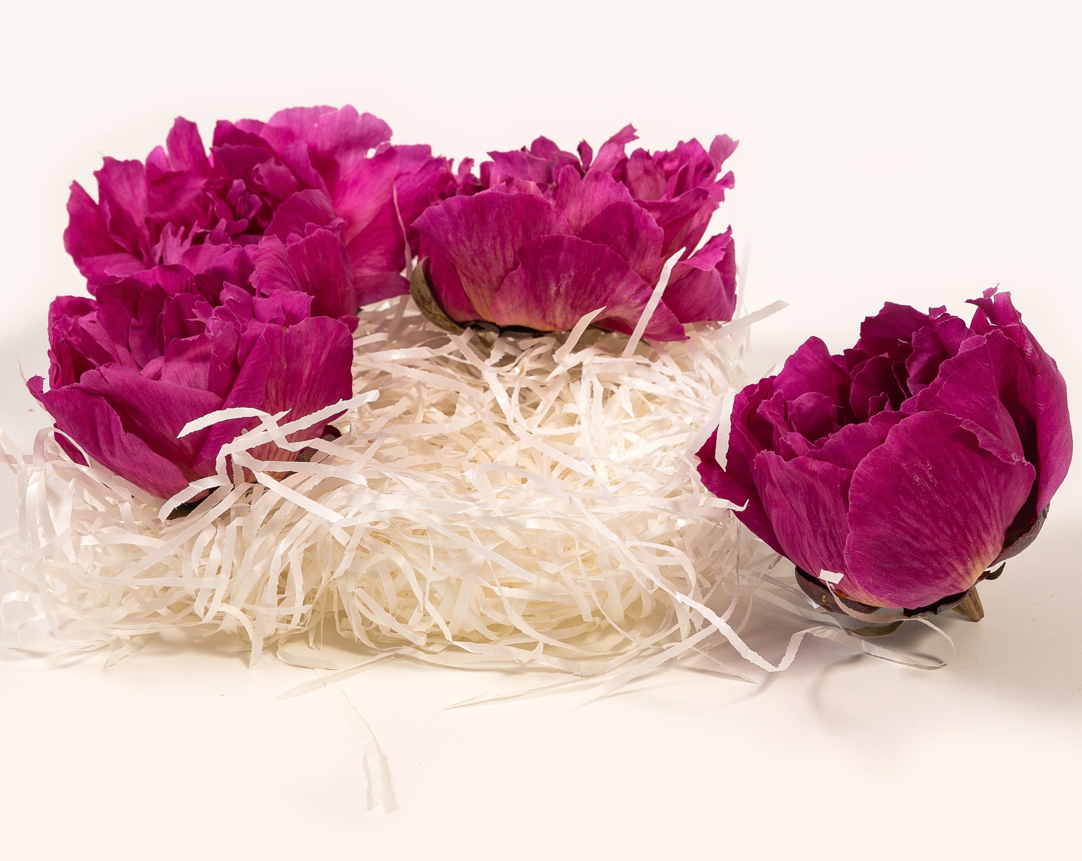 Flor peonías moradas