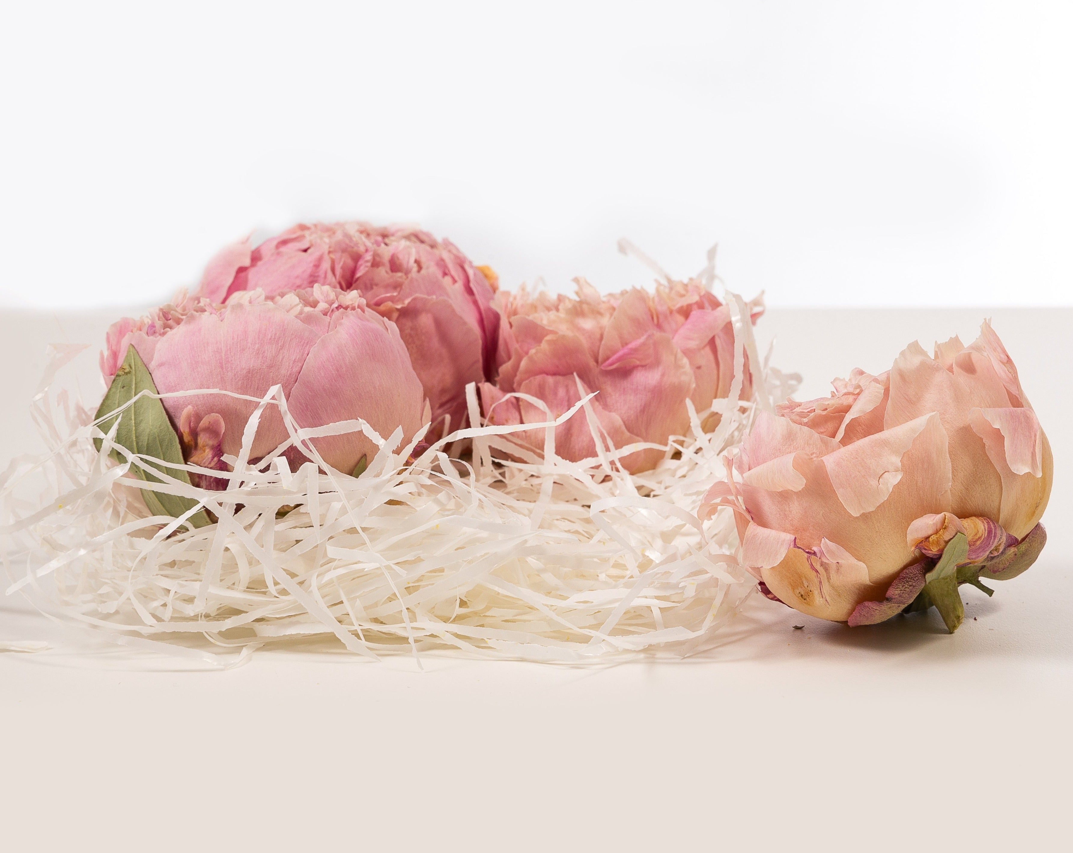 comprar peonias preservadas secas