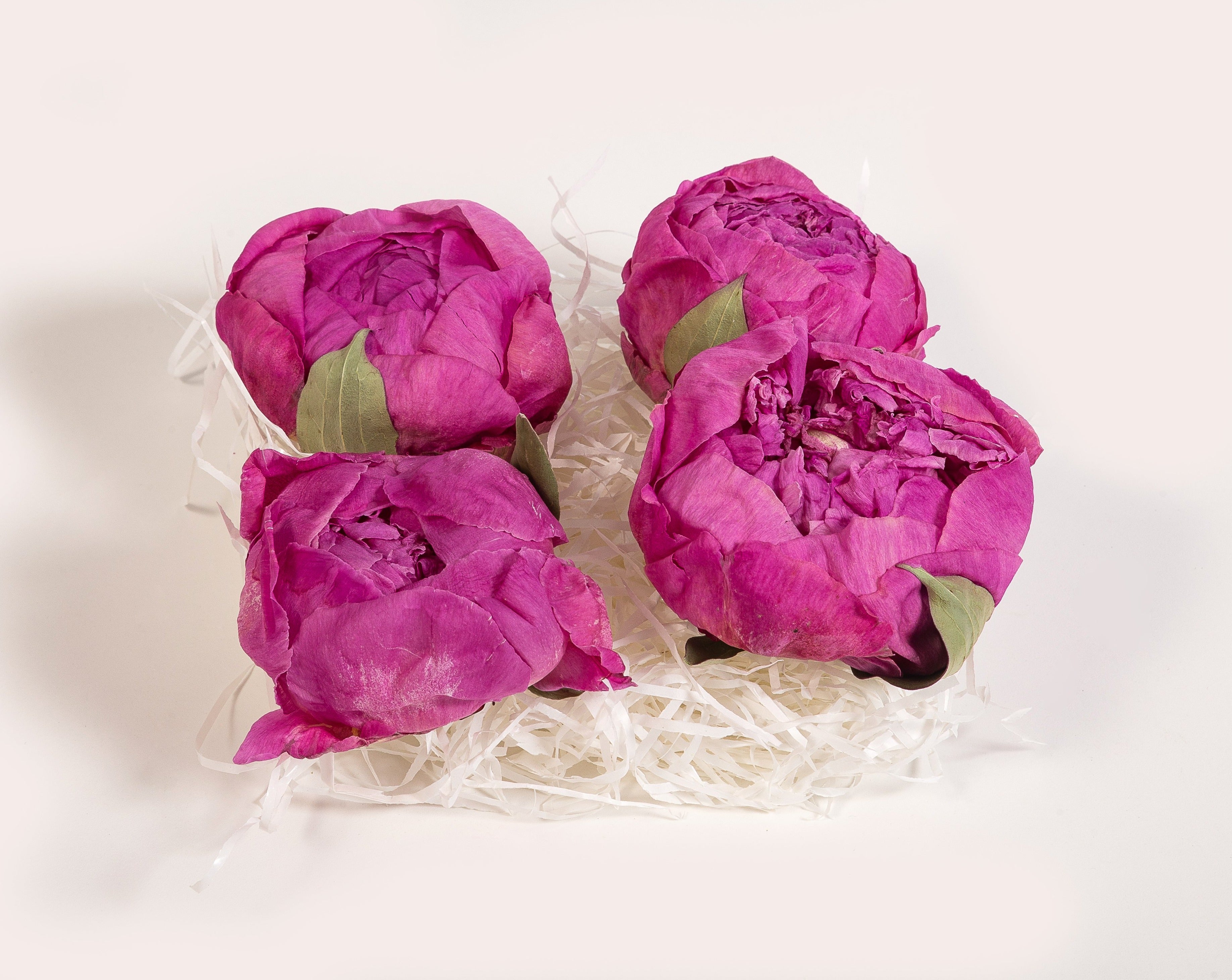 Caja de 4 peonías preservadas