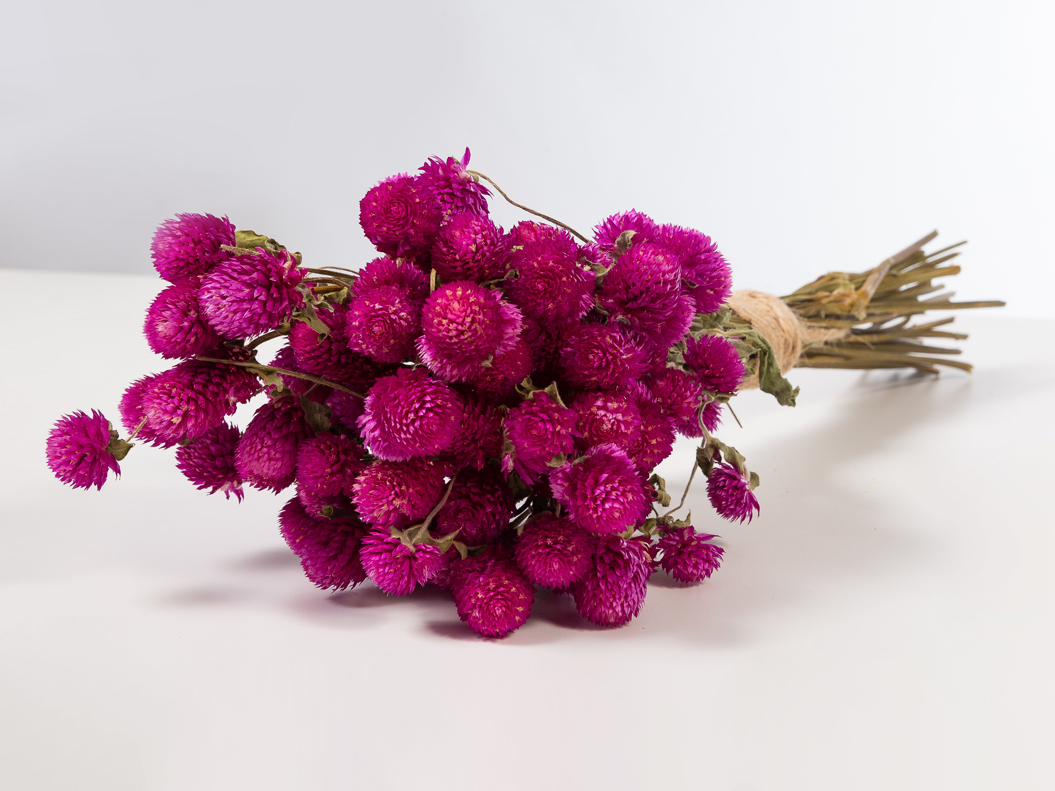 Gomphrena globosa morada