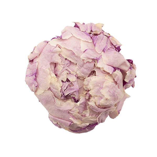 peonia rosa
