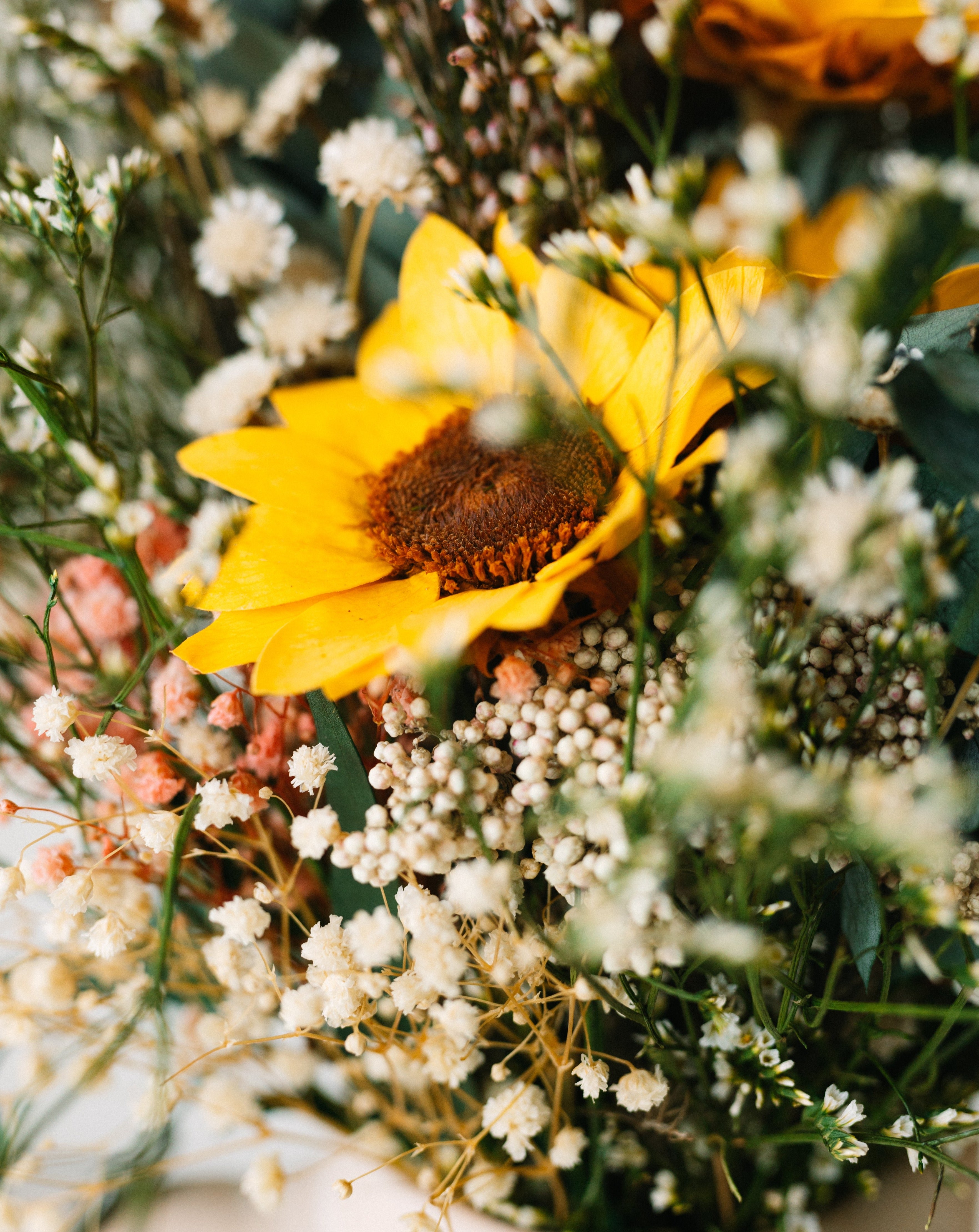 girasoles preservados silvestre