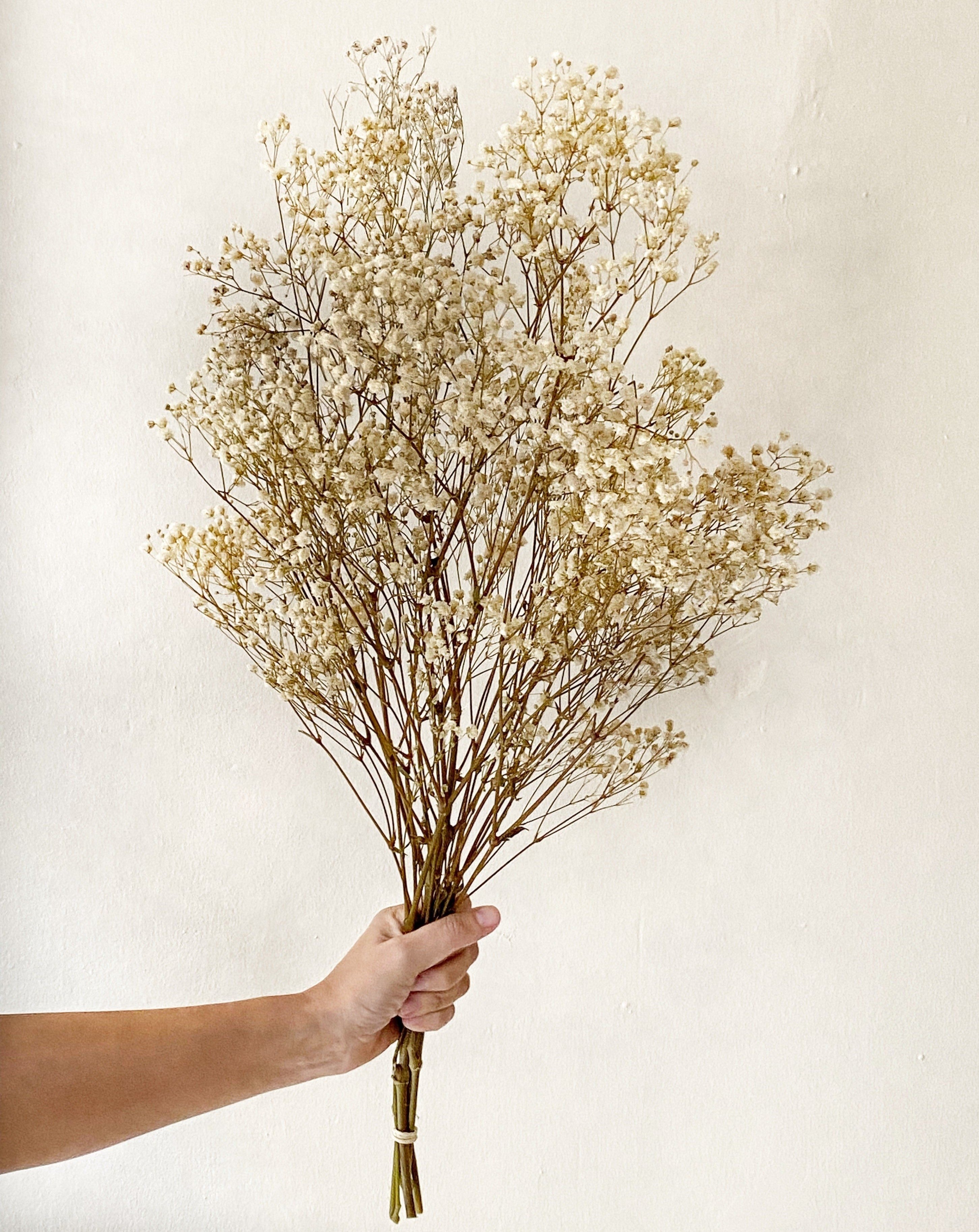 Gypsophila preservada natural