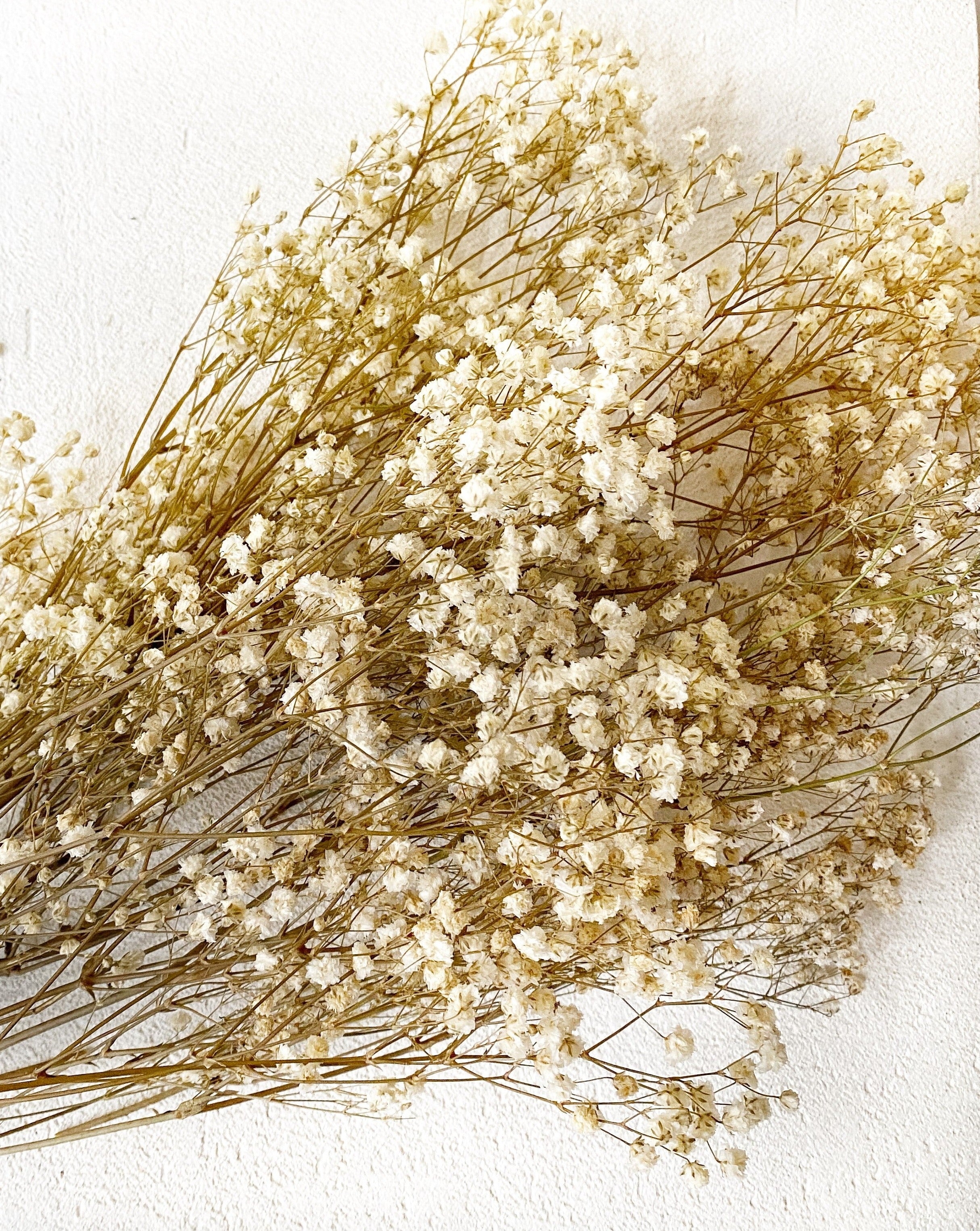 Ramo Gypsophila preservada