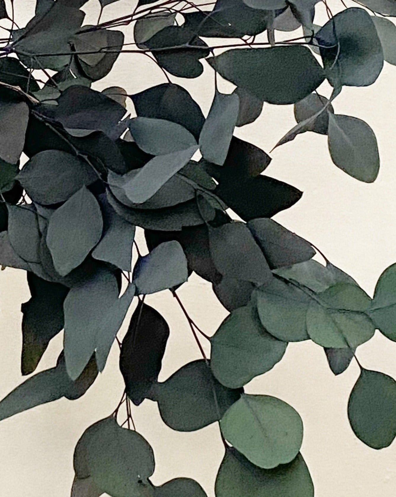 eucalipto populus natural preservado