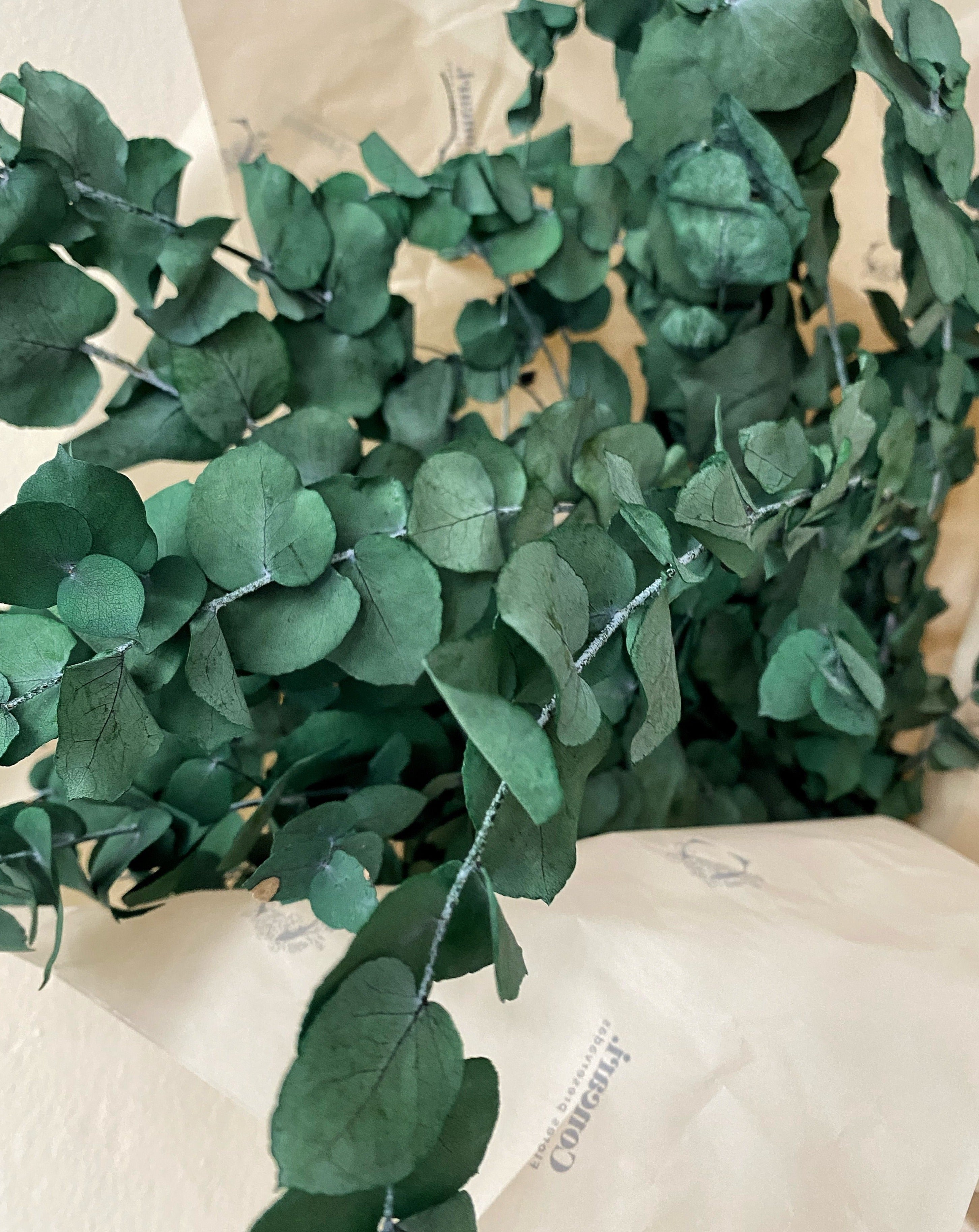Eucalipto complemento verde Ramos