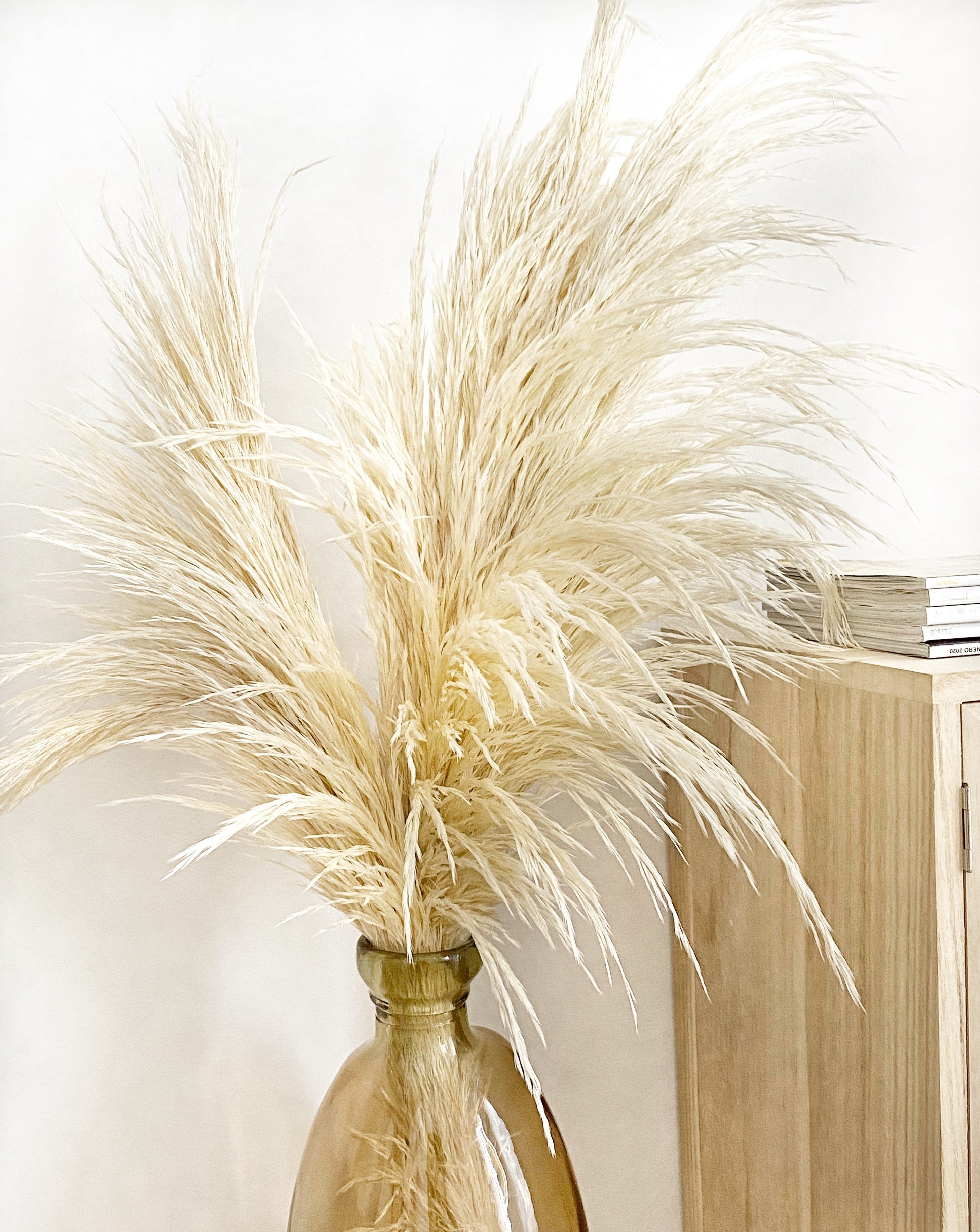 Flor Pampa cortaderia selloana