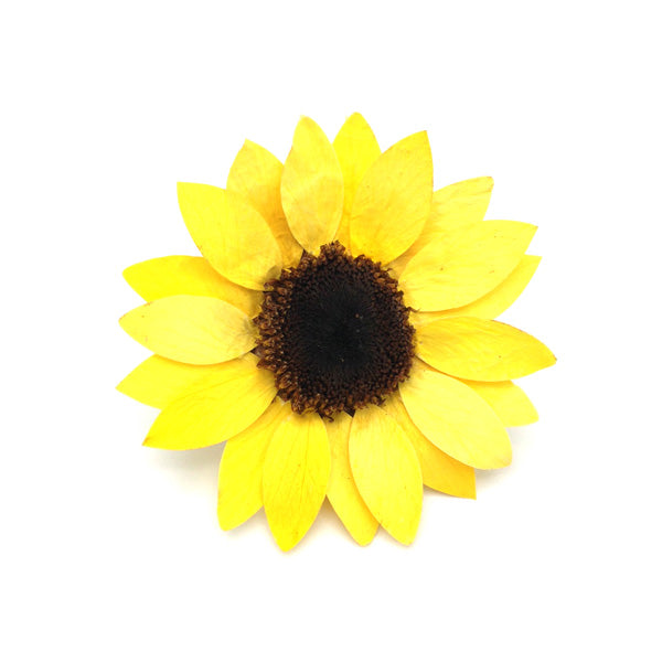 PRESERVED SUNFLOWER HANDMADE CREAM