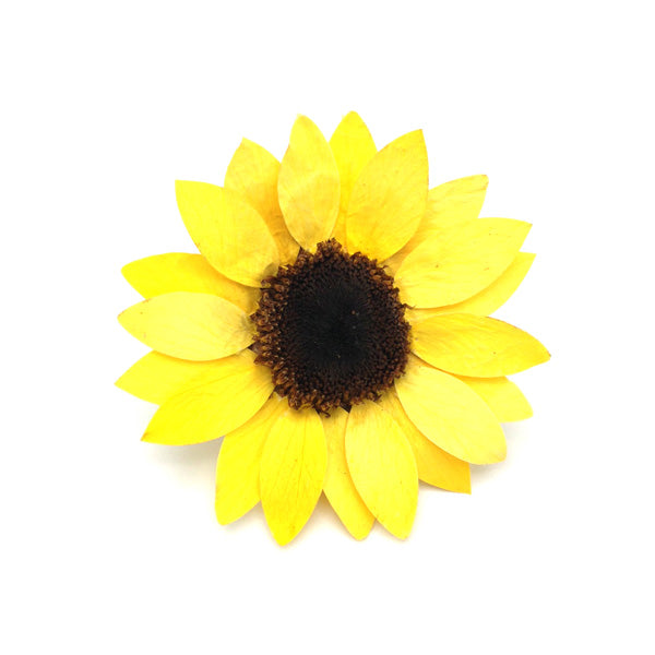 PRESERVED SUNFLOWER HANDMADE CREAM