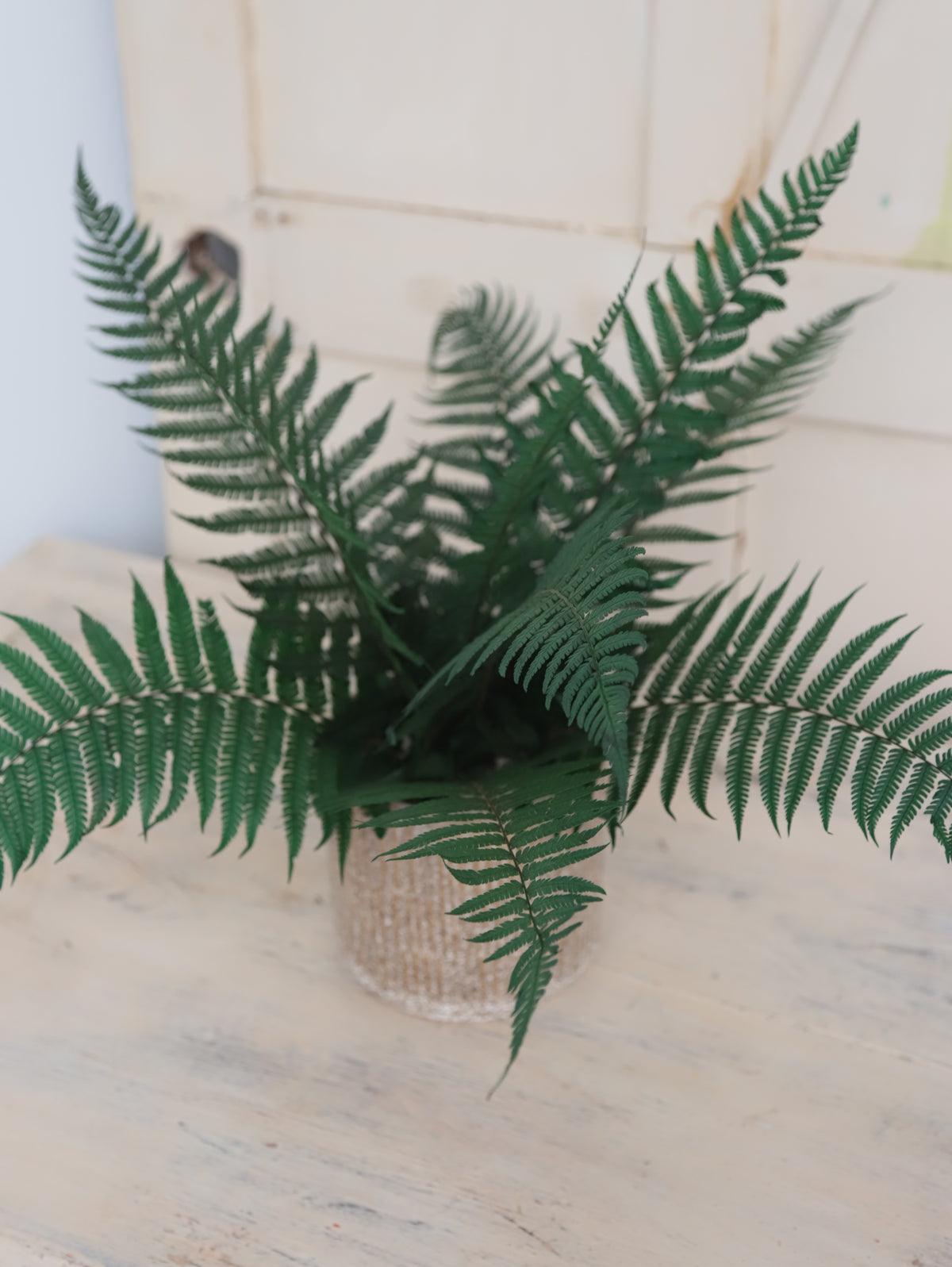 Aura Verde – Helecho Preservado Premium