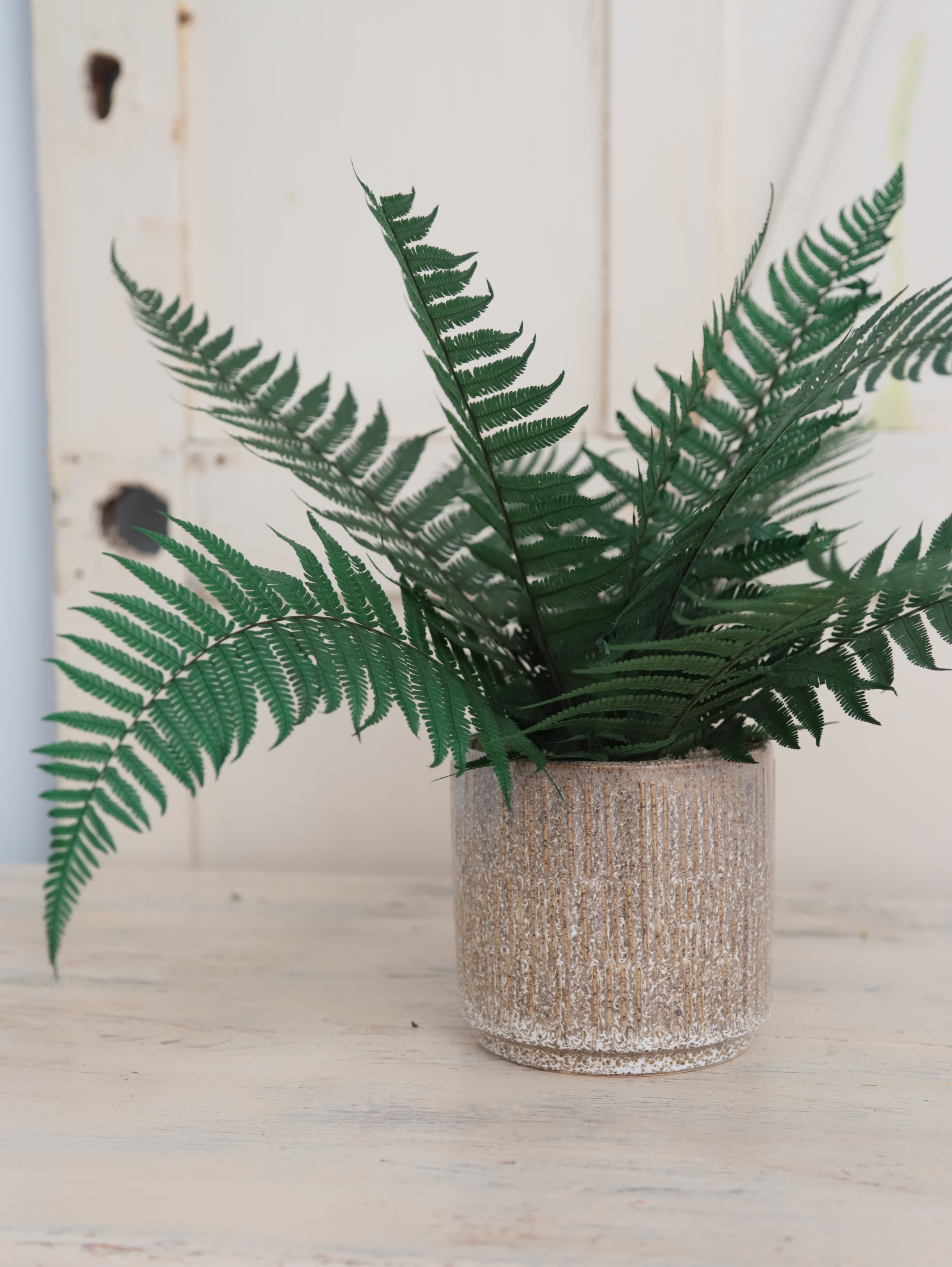 Aura Verde – Helecho Preservado Premium
