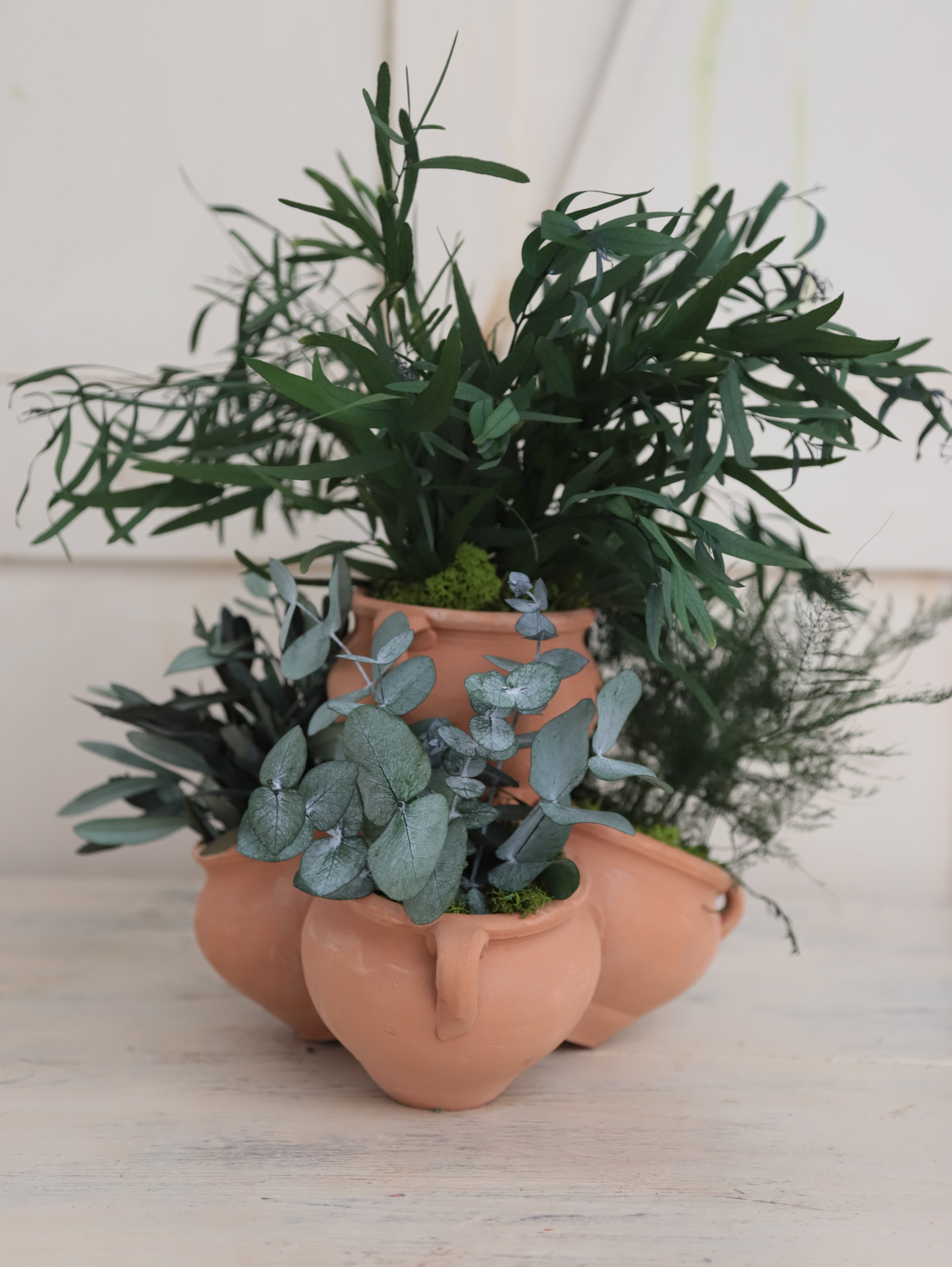 PLANTA ALMA VERDE