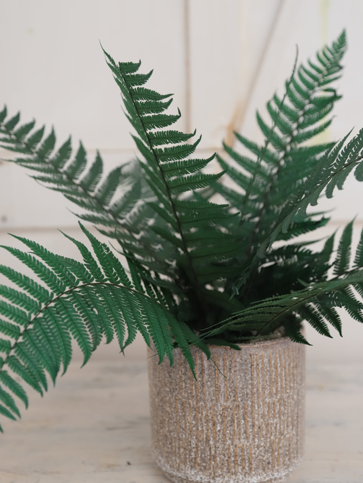 Aura Verde – Helecho Preservado Premium