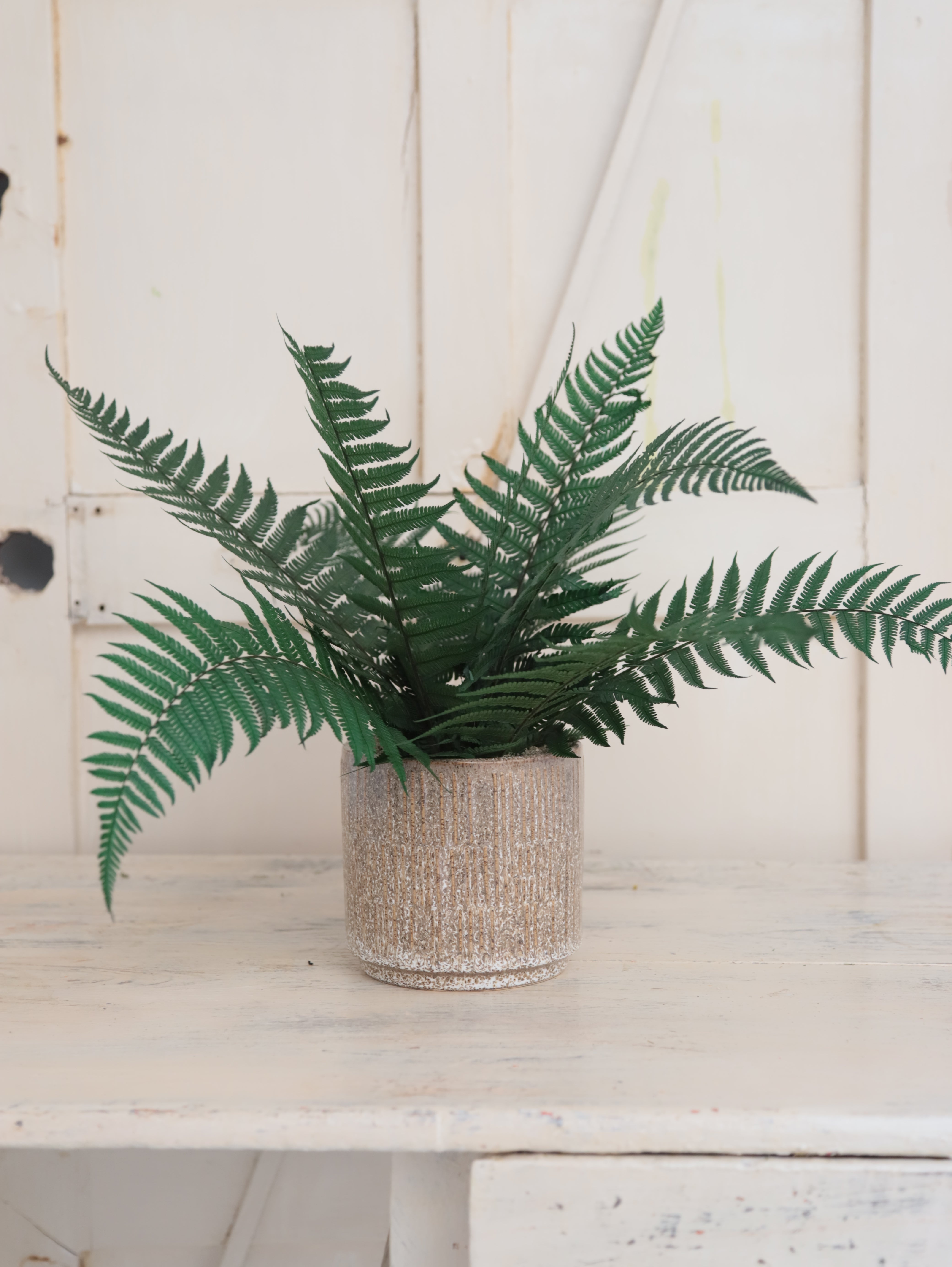 Aura Verde – Helecho Preservado Premium