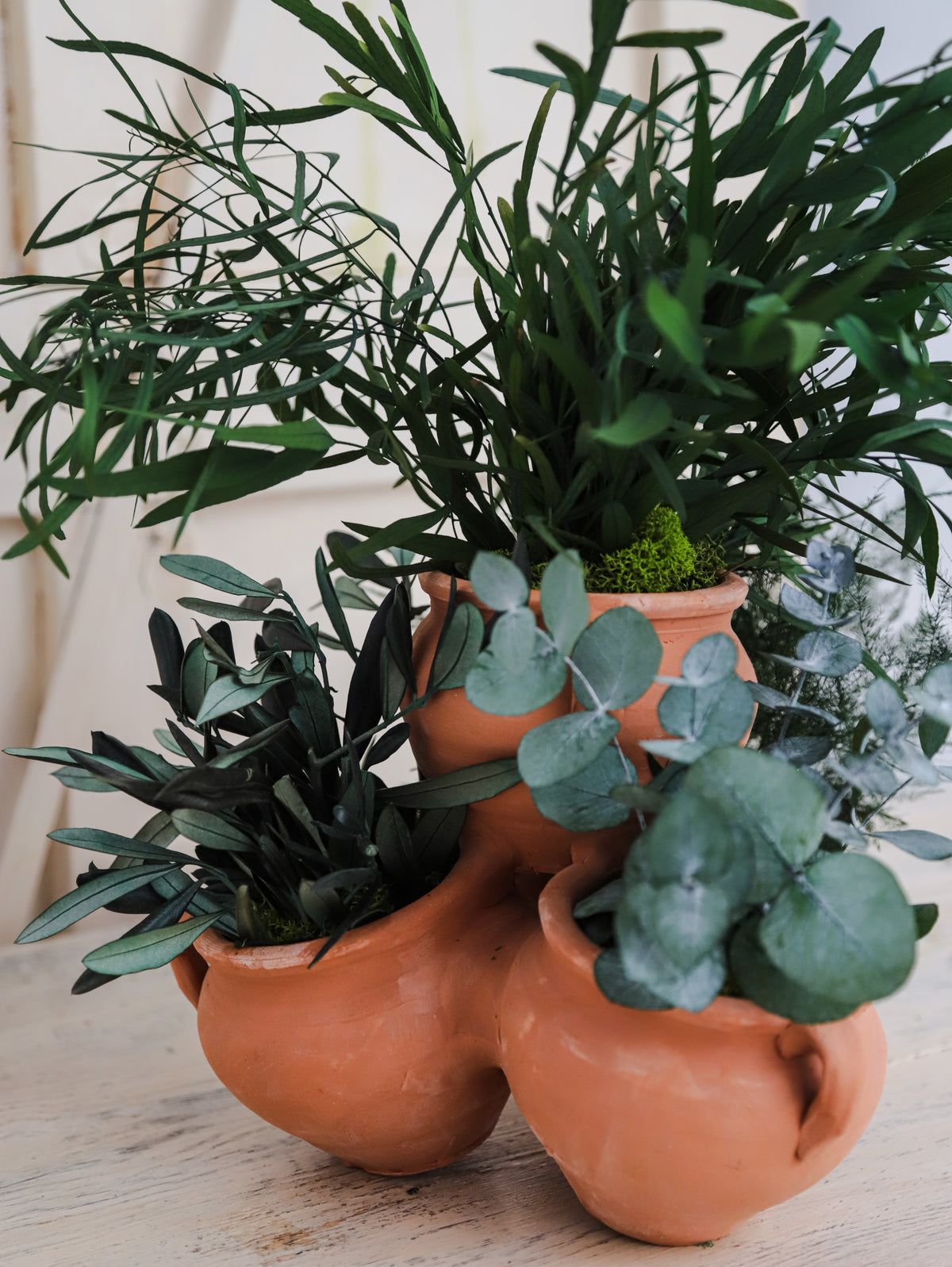 PLANTA ALMA VERDE