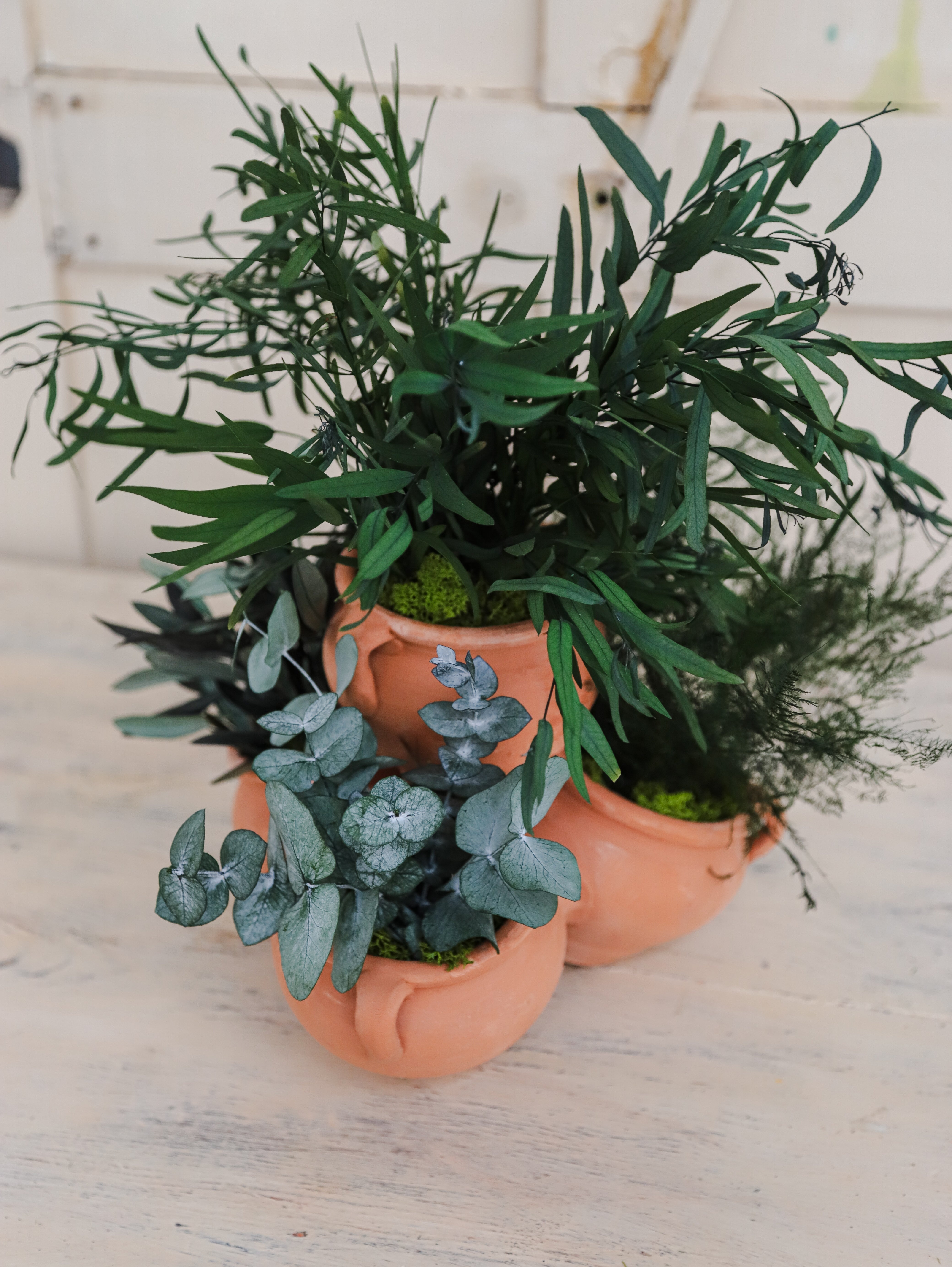PLANTA ALMA VERDE