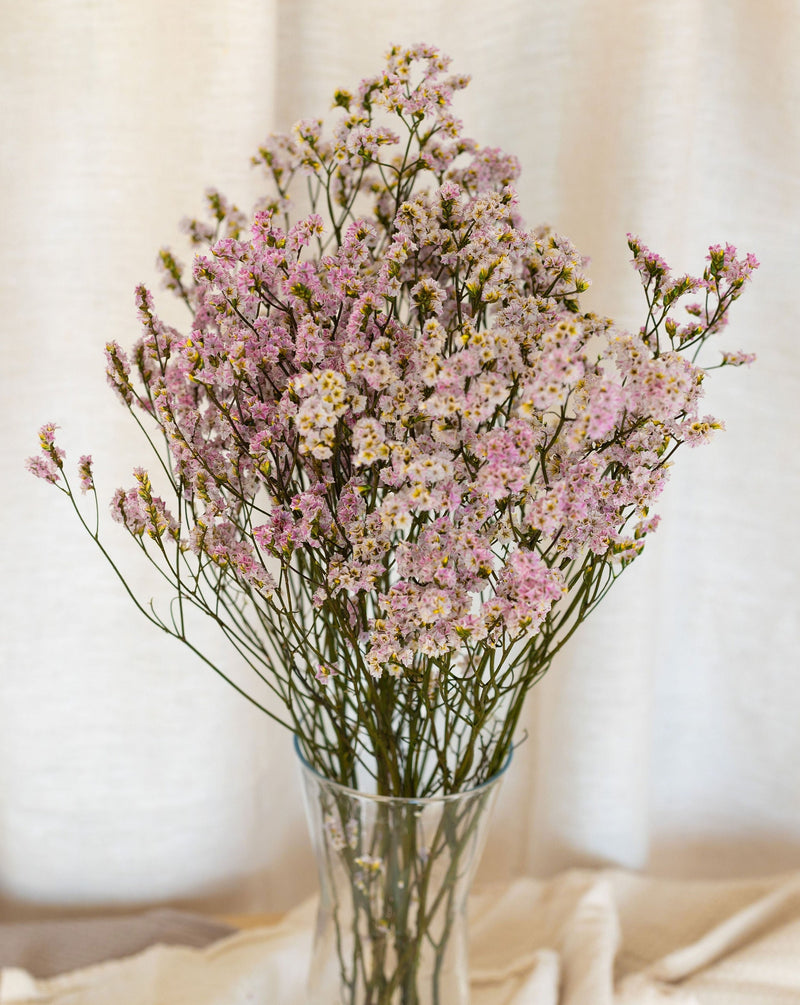 Limonium preservado rosado 