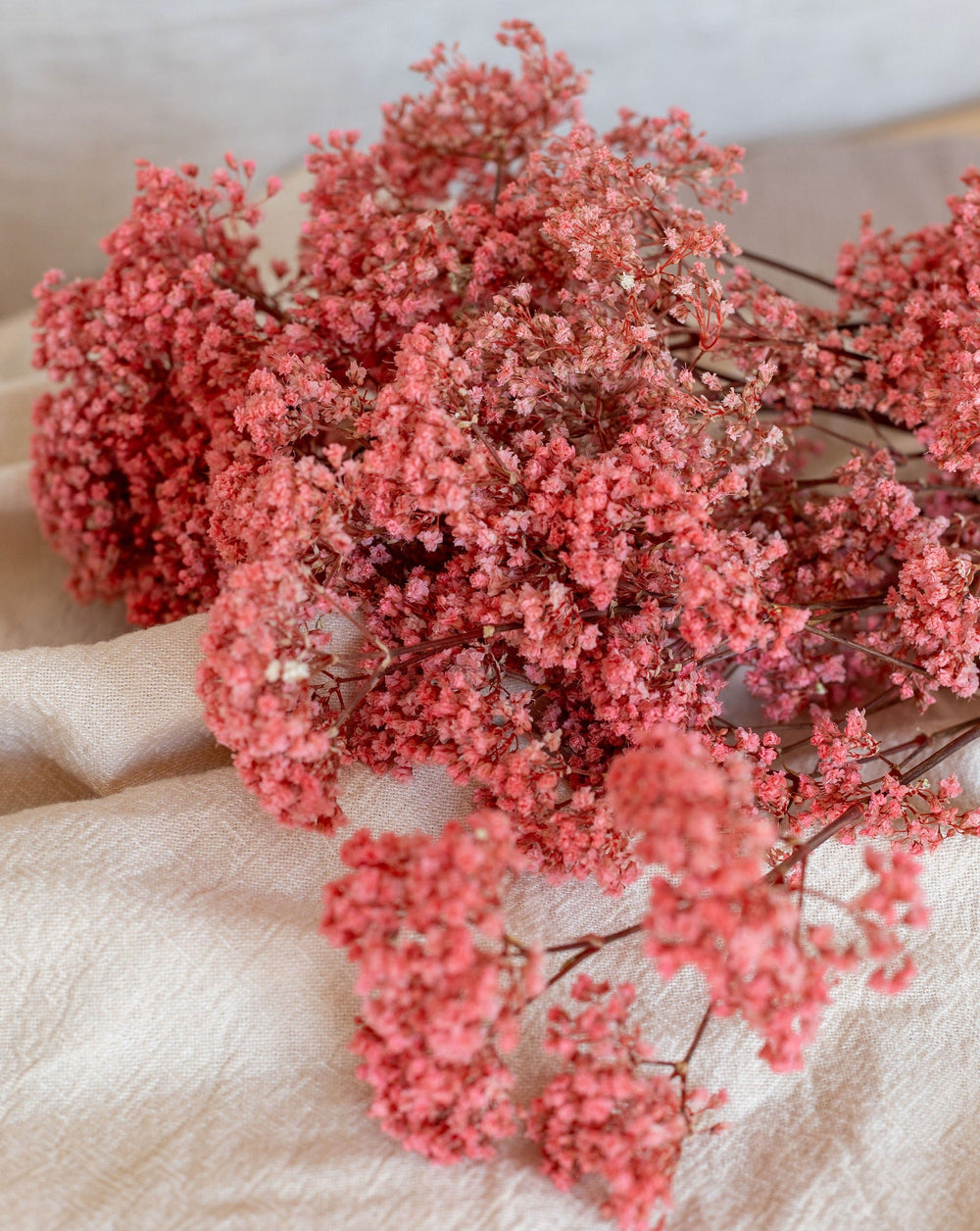 Paniculata preservada