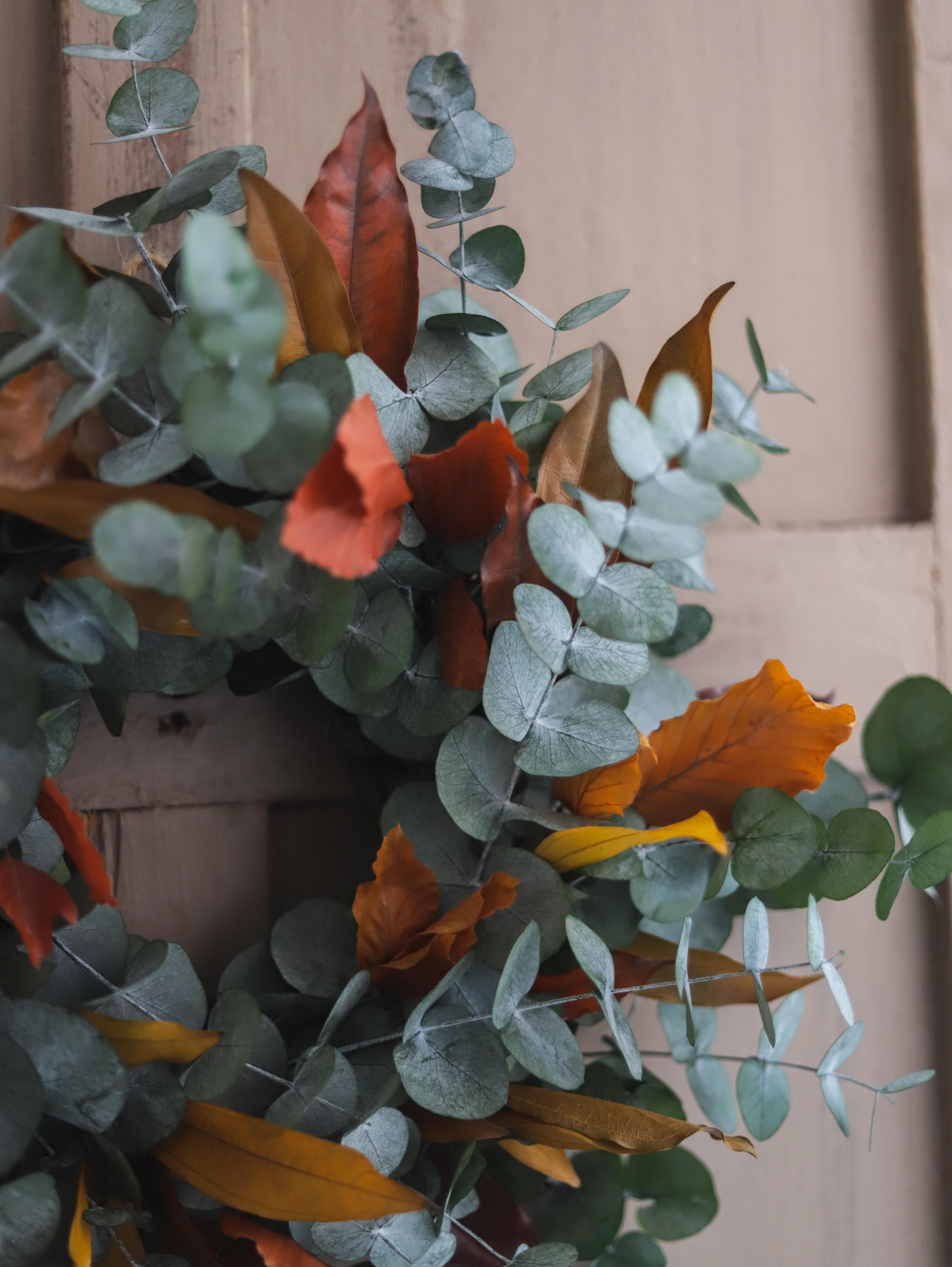 Corona eucalipto preservado