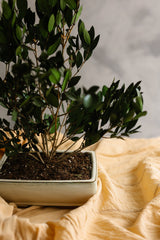 PLANTA OLIVO