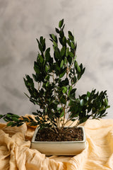 PLANTA OLIVO