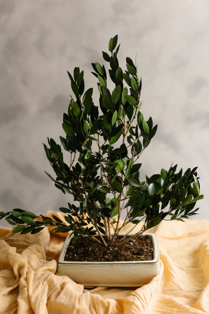 PLANTA OLIVO