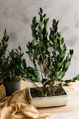 PLANTA OLIVO