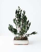 PLANTA OLIVO