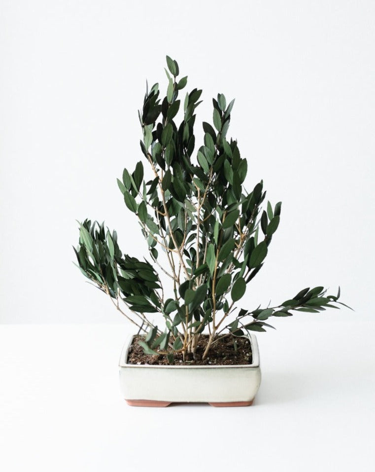 PLANTA OLIVO