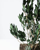 PLANTA OLIVO