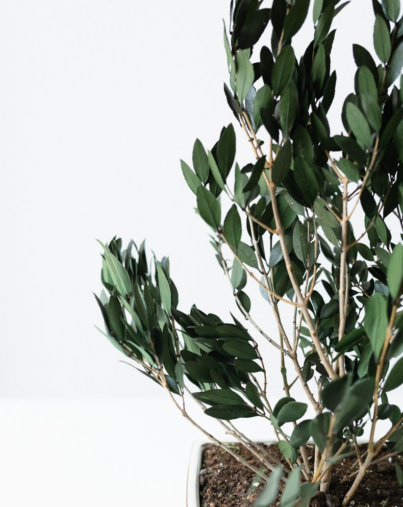 PLANTA OLIVO