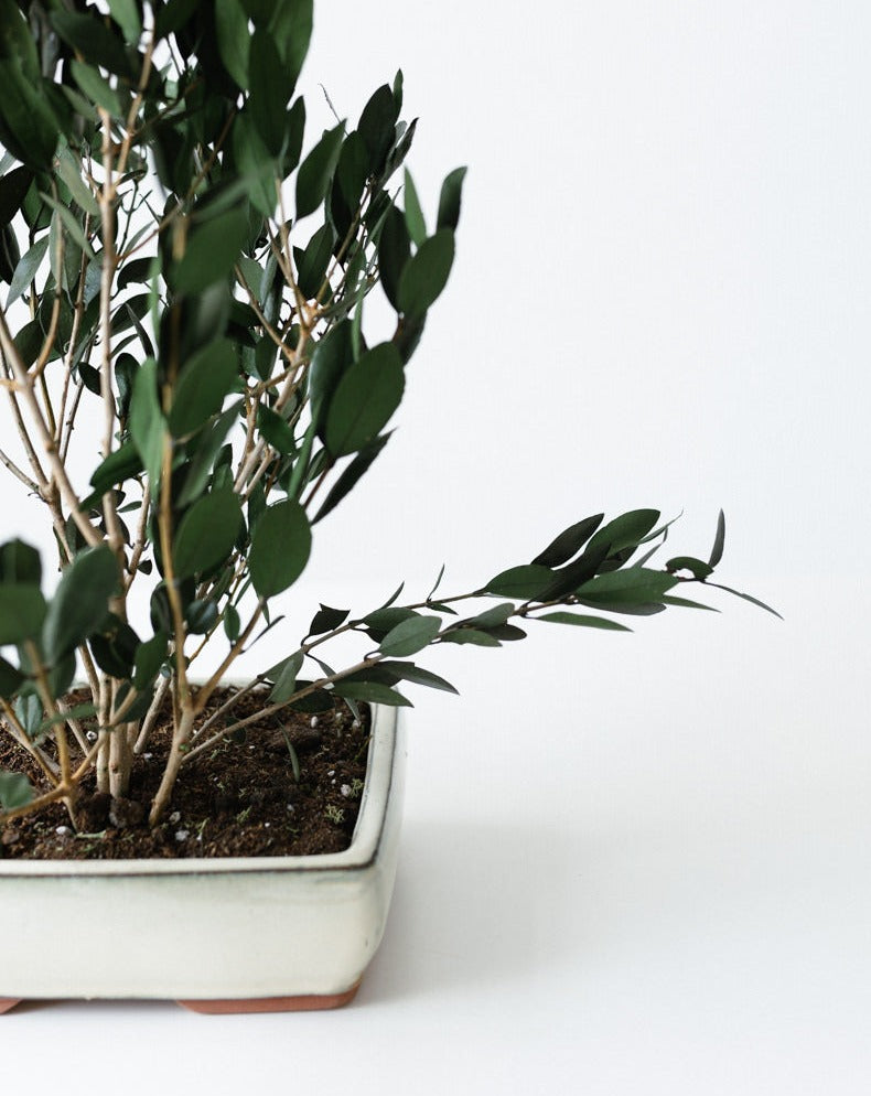 PLANTA OLIVO
