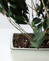 PLANTA OLIVO