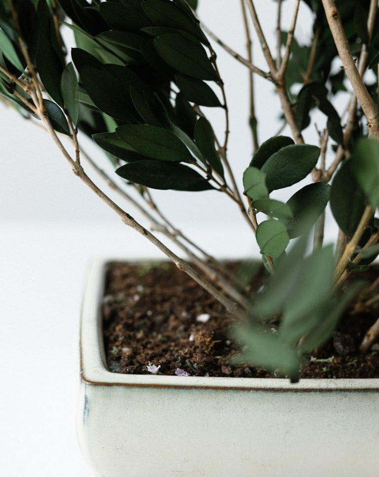 PLANTA OLIVO