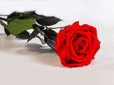 Rosa preservada roja eterna para siempre 