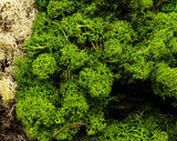 Musgo bryophyta preservado verde 