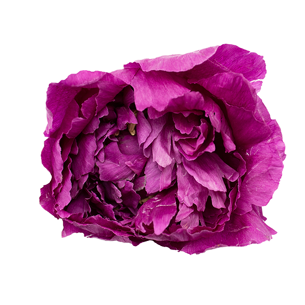 Cabeza peonia preservada 